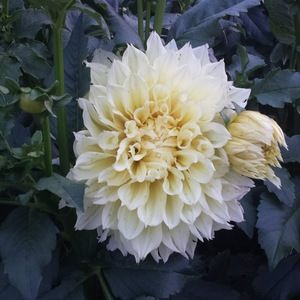 Meet your Posher, Destiny